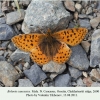 boloria caucasica ossetia male 2